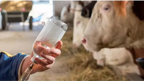Antibi&oacute;ticos uso veterinario