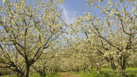 El Ayuntamiento de Corull&oacute;n inicia este fin de semana el programa de actos para celebrar su mayor evento natural, la floraci&oacute;n de los cerezos.