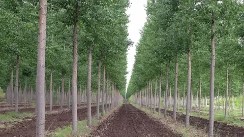 Cultivo de chopos