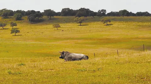 Toro de lidia