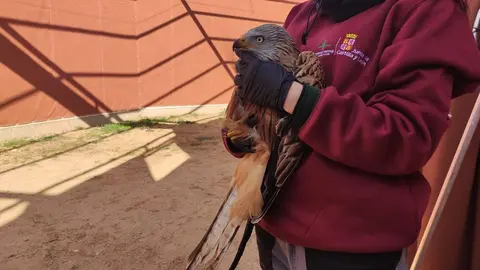 Centros de Recuperaci&oacute;n de Animales Silvestres de Castilla y Le&oacute;n