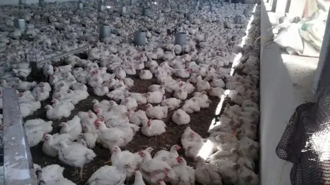 El pollo de Marruecos ya puede entrar en Espa&ntilde;a