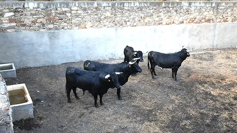 toros astorga 2022