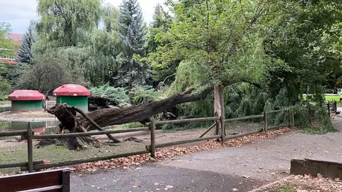 &Aacute;rbol ca&iacute;do en el parque Quevedo