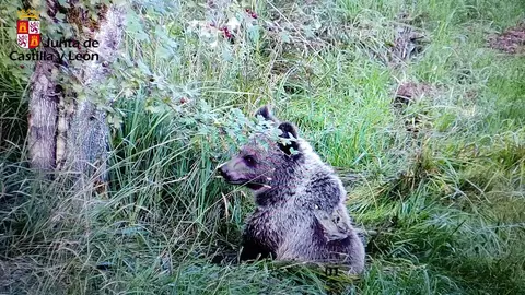 El oso pardo se aclimata en la finca de Valsemana