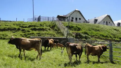 Vacas de la raza Mantequera Leonesa