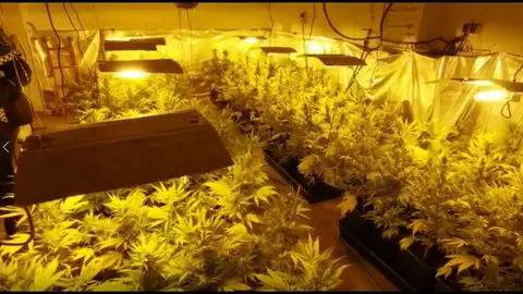 Plantaci&oacute;n de marihuana desarticulada en Ponferrada