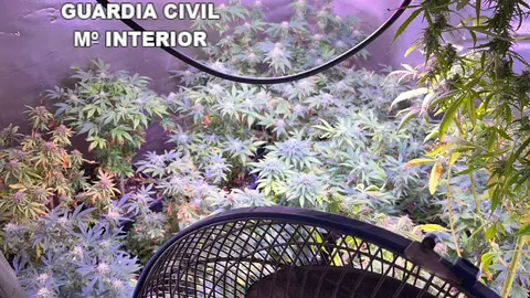 plantaci&oacute;n marihuana.GC