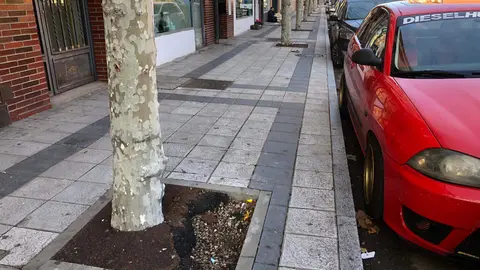 Deterioro de alcorques en Le&oacute;n (foto Ciudadanos)