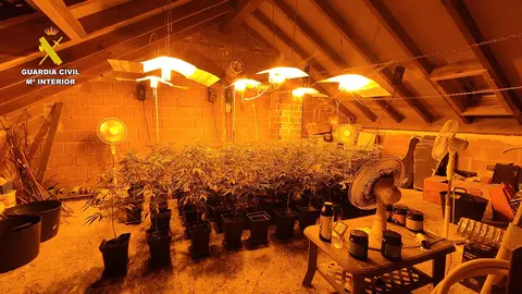 Plantas marihuana San Miguel del Camino (Le&oacute;n)