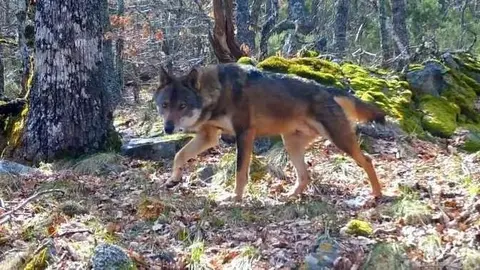Uno de los bosques mejor conservados de Europa permanece olvidado del mundo en un peque&ntilde;o rinc&oacute;n de la Provincia de Le&oacute;n.