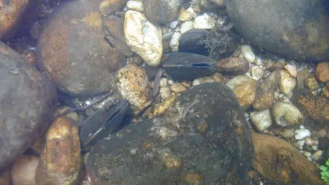 N&aacute;yades en r&iacute;o de Castilla y Le&oacute;n