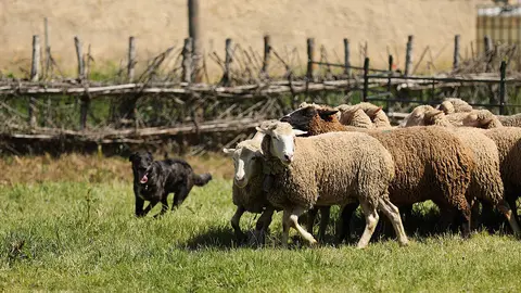 Prueba Aptitudes Perros Carea Le&oacute;n