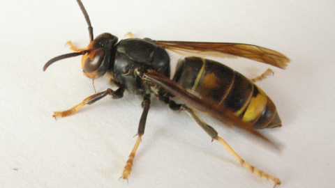 Avispa v&eacute;lutina