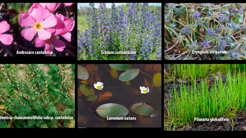 La Junta acometer&aacute; actuaciones de conservaci&oacute;n de especies de flora amenazada en los Parques Naturales de Babia y Luna (Le&oacute;n)