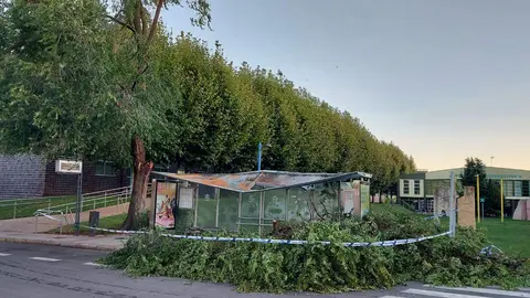NUEVA C&Aacute;IDA DE &Aacute;RBOLES EN LE&Oacute;N