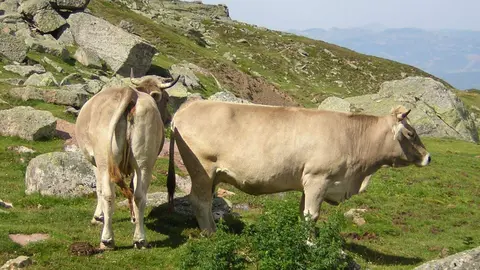 Raza Parda de Monta&ntilde;a &ldquo;una raza aut&oacute;ctona leonesa&rdquo;