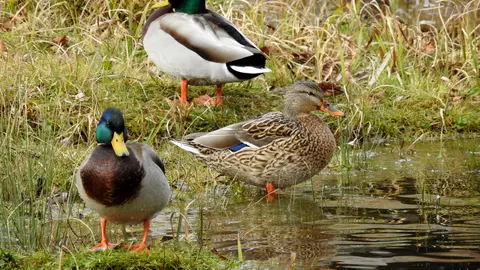 Aves acu&aacute;ticas invernantes en la Comunidad