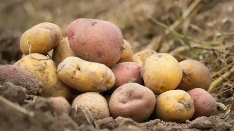 Patatas Agricultura Le&oacute;n