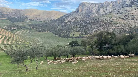 Finca regenerativa el Valle del Conde. Foto de Francisco Ruiz Rico.