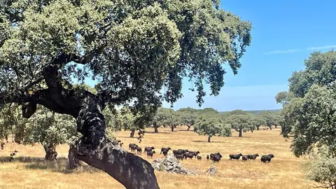 Castilla y Le&oacute;n es la segunda regi&oacute;n productora de vacuno bravo del mundo