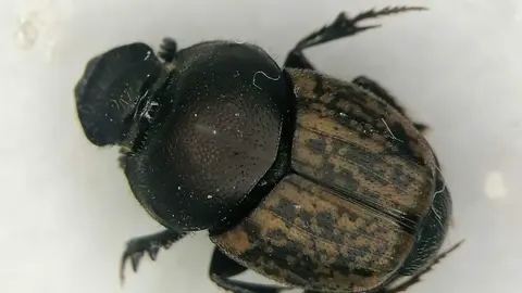 Escarabajo perteneciente al g&eacute;nero Onthophagus