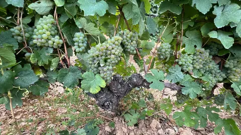Godello