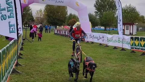 El mushing brilla en Valencia de Don Juan con una exitosa carrera