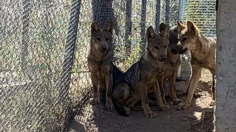 Lobeznos en el Centro del Lobo Ib&eacute;rico de Castilla y Le&oacute;n