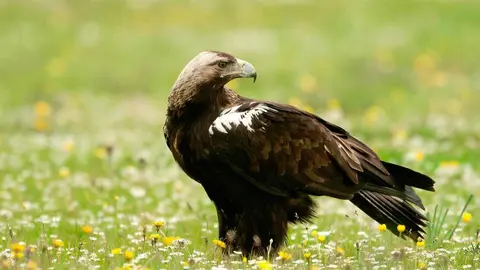 Imagen https://www.especiesprotegidas.es/aguila.html