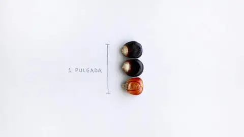 tres granos una pulgada def