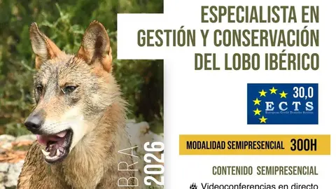 Lobo Ib&eacute;rico Le&oacute;n