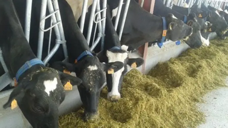 Vacas lecheras