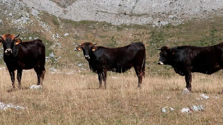 Mantequera Leonesa