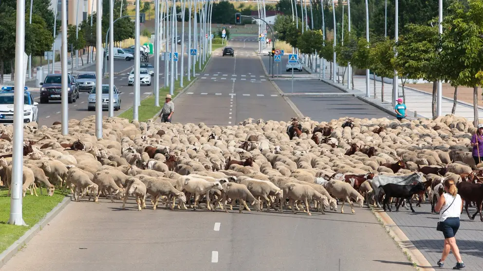 Un reba&ntilde;o de unas 1.900 ovejas atraviesa Le&oacute;n en su recorrido trashumante