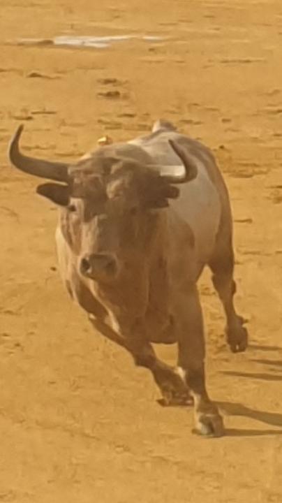 Impresionante toro de Prieto de La Cal