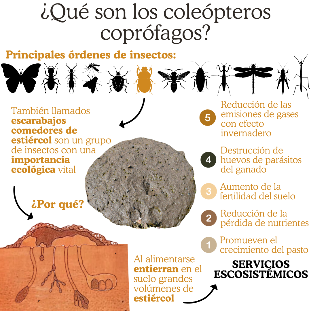 Coleópteros - Material de divulgación